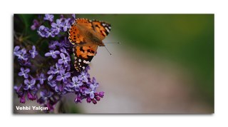 Diken Kelebe�i&nbsp;(Vanessa&nbsp;cardui)