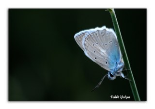 okgzl Dafnis (Polyommatus daphnis)