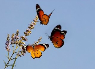 Sultan (Danaus chrysippus)