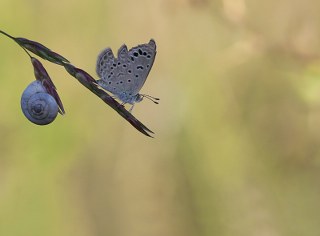 Karsandra (Zizeeria karsandra)