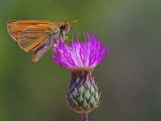 Sar Antenli Zpzp (Thymelicus sylvestris)