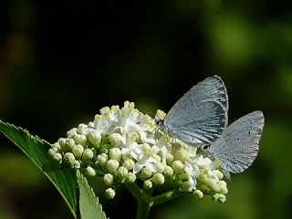 Kutsal Mavi (Celastrina argiolus)