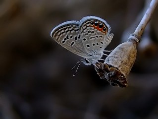Mcevher Kelebei (Chilades trochylus)