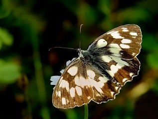 Orman Melikesi (Melanargia galathea)