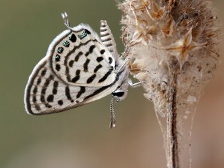 Balkan Kaplan (Tarucus balkanicus)