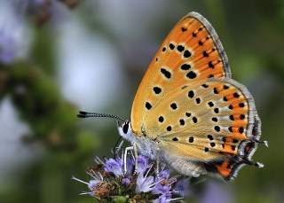 Kk Ate Gzeli (Lycaena thersamon)