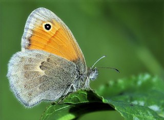 Kk Zpzp Perisi (Coenonympha pamphilus)