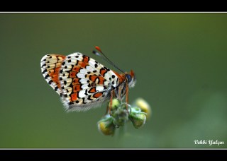 parhan (Melitaea cinxia)