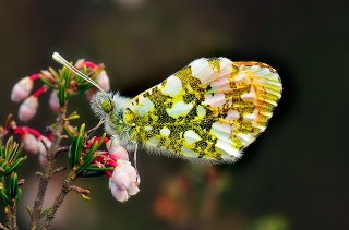 Turuncu Ssl (Anthocharis cardamines)