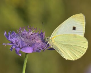 Kk Beyazmelek (Pieris rapae)