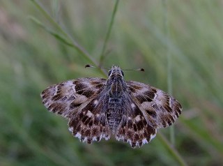 Hatmi Zpzp (Carcharodus alceae)