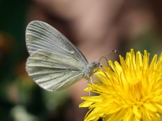 Narin Orman Beyaz (Leptidea sinapis)