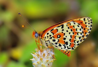 Benekli parhan (Melitaea didyma)