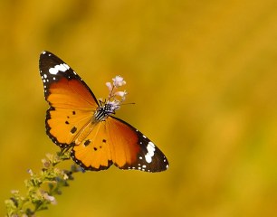 Sultan (Danaus chrysippus)