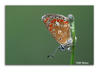 okgzl Meneke Mavisi (Polyommatus thersites)