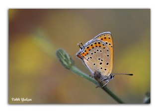 Kk Ate Gzeli (Lycaena thersamon)