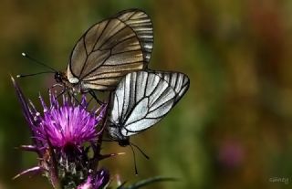 Al Beyaz (Aporia crataegi)