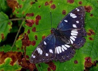 Akdeniz Hanmeli Kelebei (Limenitis reducta)