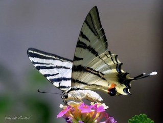 Erik Krlangkuyruk (Iphiclides podalirius)