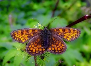 Amannisa (Melitaea athalia)