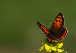 Benekli Bakr Gzeli (Lycaena phlaeas)