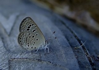 Karsandra (Zizeeria karsandra)