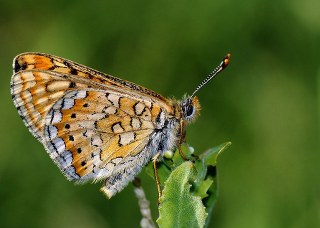 Nazuum (Euphydryas aurinia)