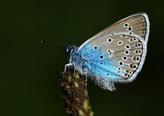 okgzl Amanda (Polyommatus amandus)