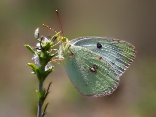 Gzel Azamet (Colias alfacariensis)