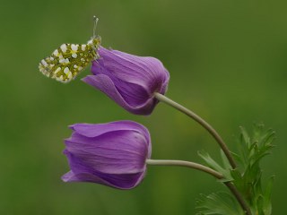 Da Oykls (Euchloe ausonia)