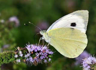 Byk Beyazmelek  (Pieris brassicae)