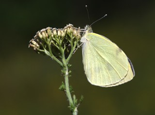 Byk Beyazmelek  (Pieris brassicae)