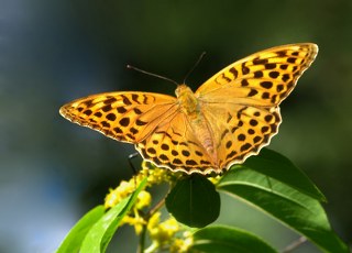 Cengaver&nbsp;(Argynnis&nbsp;paphia)