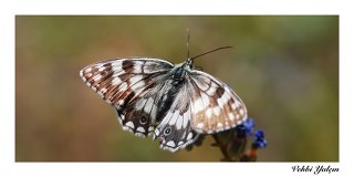 Anadolu Melikesi (Melanargia larissa)