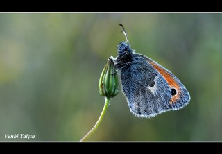 Kk Zpzp Perisi (Coenonympha pamphilus)