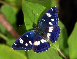 Akdeniz Hanmeli Kelebei (Limenitis reducta)