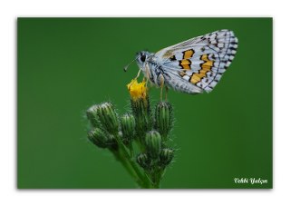 Sarbandl Zpzp (Pyrgus sidae)