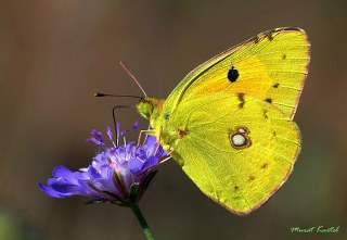 Sar Azamet (Colias croceus)