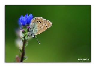 okgzl Rus Mavisi (Polyommatus coelestina)