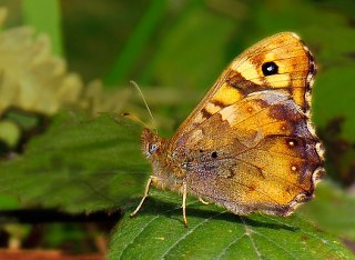 Karanlk Orman Esmeri (Pararge aegeria)