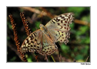 Bahadr (Argynnis pandora)