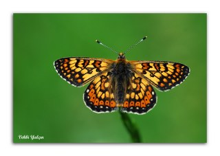 Nazu�um&nbsp;(Euphydryas&nbsp;aurinia)