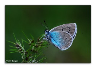 okgzl Rus Mavisi (Polyommatus coelestina)