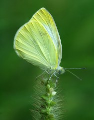 Byk Beyazmelek  (Pieris brassicae)