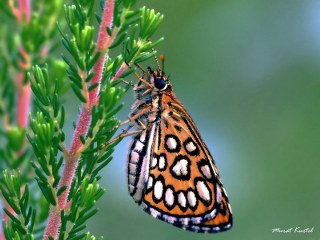 Beyaz Benekli Zpzp (Heteropterus morpheus)