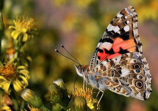 Diken Kelebei (Vanessa cardui)