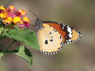 Sultan (Danaus chrysippus)