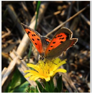 Benekli Bakr Gzeli (Lycaena phlaeas)