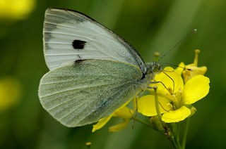 Byk Beyazmelek  (Pieris brassicae)