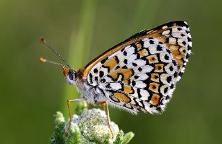 parhan (Melitaea cinxia)